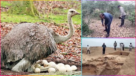 World's oldest ostrich nest discovered in Andhra Pradesh. It .
